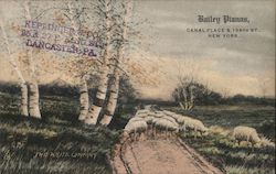 Sheep on Dirt Road - Bailey Pianos Postcard