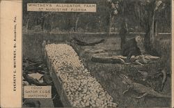 Whitney's Alligator Farm Postcard