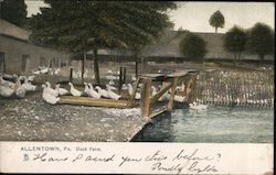 Duck Farm Allentown, PA Postcard Postcard Postcard