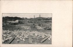 Mayo's Duck Farm Postcard
