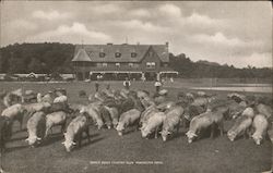 Sheep, Essex Country Club Postcard