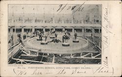 Performing Horses, Luna Park Coney Island, NY Postcard Postcard Postcard