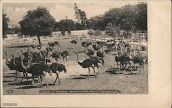 Scene at Cawston Ostrich Farm Postcard