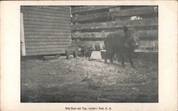 Wild Boar and Pig Corbin Park Postcard