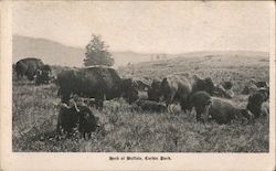 Herd of Buffalo, Corbin Park Postcard