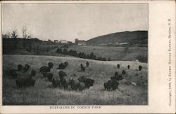 Buffaloes in Corbin Park Newport, NH Postcard Postcard Postcard