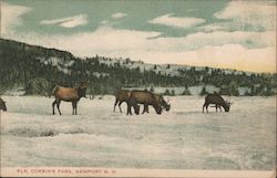 Elk in Corbin's Park Postcard