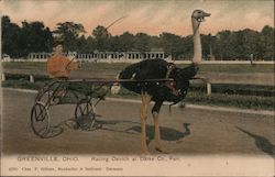 Racing Ostrich at Darke County Fair Greenville, OH Postcard Postcard Postcard