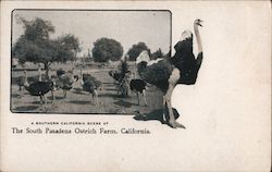 The South Pasadena Ostrich Farm California Postcard Postcard Postcard