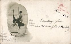 A Ride on a California Ostrich Postcard