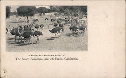 The South Pasadena Ostrich Farm Postcard