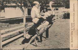 Bareback Riding on Cyclone, The Florida Ostrich Farm Postcard