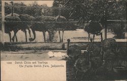 Ostrich Chicks and Yearlings, Florida Ostrich Farm Postcard