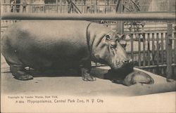 Hippoppotamus at Central Park Zoo Postcard