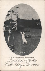 Queen, One of J.W. Gorman's High Diving Horses Postcard