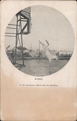 "King", J. W. Gorman's High Diving Horses Postcard