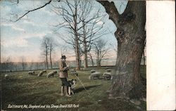 Shepherd and his Sheep, Druid Hill Park Postcard