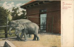 Baby Elephant at Lincoln Park Zoo Postcard