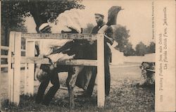 Picking Ostrich Feathers, Florida Ostrich Farm Postcard