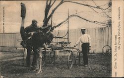 Oliver W. Jr. being harnessed, The Florida Ostrich Farm Postcard