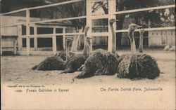 Female Ostriches in Repose at the Florida Ostrich Farm Jacksonville, FL Postcard Postcard Postcard