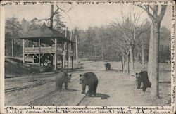 Bears in Vallamont Park Williamsport, PA Postcard Postcard Postcard