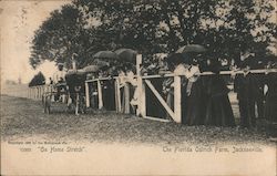 "On Home Stretch" The Florida Ostrich Farm Postcard