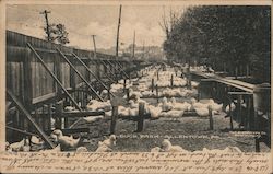 Duck Farm Postcard