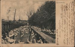 Duck Farm Allentown, PA Postcard Postcard Postcard