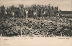 Southern Sugar Cane Field Baton Rouge, LA Postcard Postcard Postcard