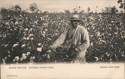 Southern Cotton Patch Postcard