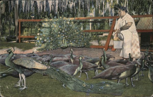 Lady Feeding Peacocks at the Peacock Farm St. Petersburg Florida