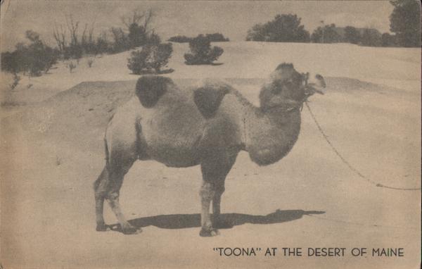 Toona the Camel at the Desert of Maine Freeport