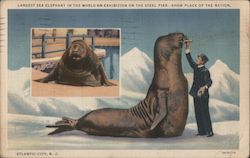 Largest Sea Elephant in the World on Exhibition on The Steel Pier Postcard