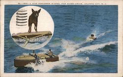 Rex - A Star Performer in Steel Pier Water Circus Postcard