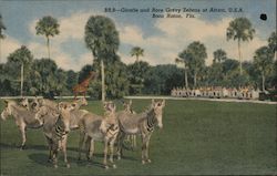 Giraffe and Rare Grevy Zebras at Africa USA Boca Raton, FL Postcard Postcard Postcard