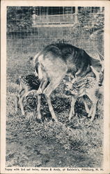 Topsy with 3rd set twins, Amos & Andy, at Baldwin's Pittsburg, NH Postcard Postcard Postcard