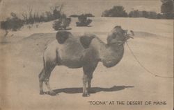 Toona the Camel at the Desert of Maine Postcard