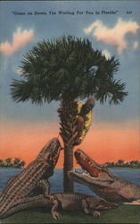 Come on Down. I'm Waiting for You in Florida - Alligators Postcard