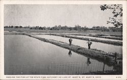 Feeding the Fish at the State Fish Hatchery on Lake St Mary's Postcard