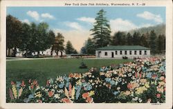 New York State Fish Hatchery Postcard