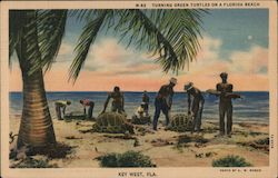 Capturing Green Turtles on a Florida Key Postcard Postcard Postcard
