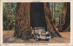 335 Feet High Redwood Postcard