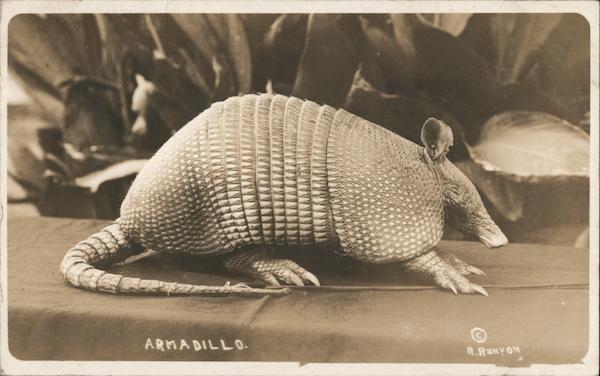 an Armadillo
