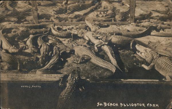 Alligator Farm at South Beach St. Augustine Florida
