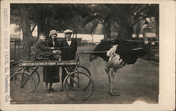Cawston Ostrich Farm Pasadena California
