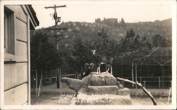 Mouflon Sheep, Griffith Park Zoo Los Angeles California