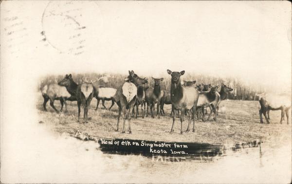 Herd of Elk, Maple Hurst Farm, Singmaster & Sons Keota Iowa
