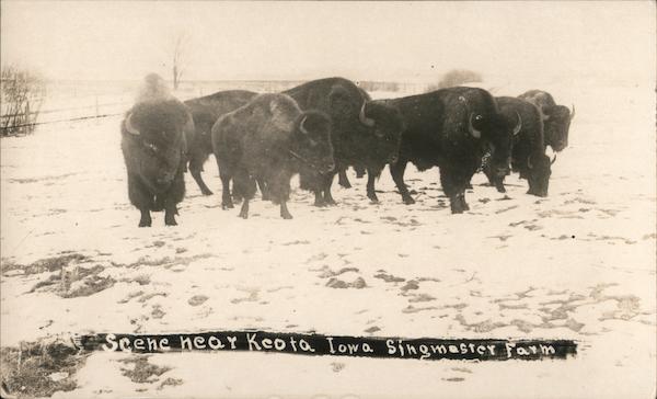 Buffalo, Singmaster Farm Keota Iowa