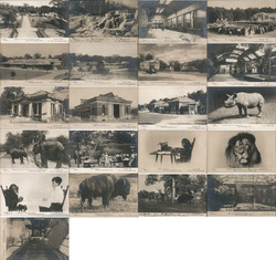 Set of 21: New York Zoological Park (Bronx Zoo) 1906 Postcard